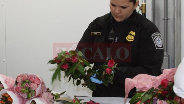 Advierten sobre cruzar flores a EU