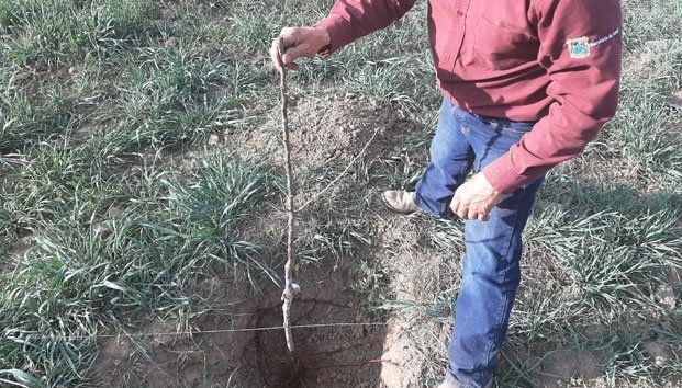 Manzaneros de Coahuila siguen trabajando pese a contingencia Covid-19