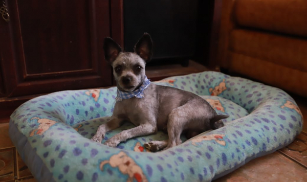 Emite Dirección de Ecología recomendaciones para cuidar a las mascotas en esta temporada de calor