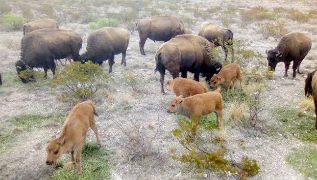 Coahuila en permanente trabajo para la conservación de la vida silvestre