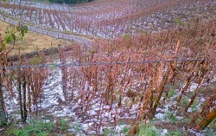 Granizada daña sembradíos aledaños al Valle de Allende