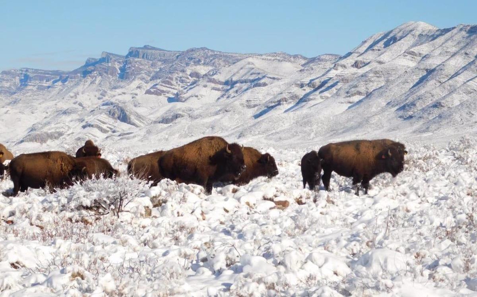 ¡Bienvenidos! Bisontes regresan a Coahuila tras más de cien años