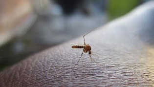 Perú declara alerta epidemiológica por mega brote de dengue