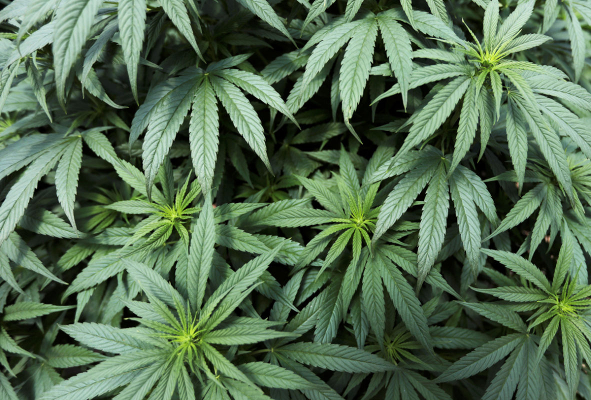 Pide CTM revisar iniciativa para legalizar la mariguana