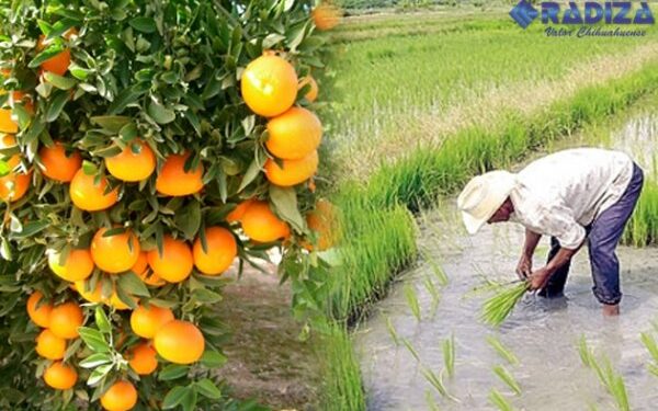 Entregarán árboles frutales