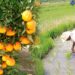 Entregarán árboles frutales