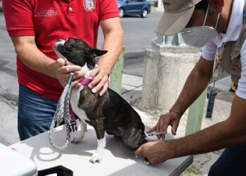 Fluida asistencia de chihuahuenses a puntos de vacunación antirrábica