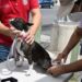 Fluida asistencia de chihuahuenses a puntos de vacunación antirrábica