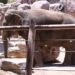 Celebrarán Halloween en Zoológico de El Paso
