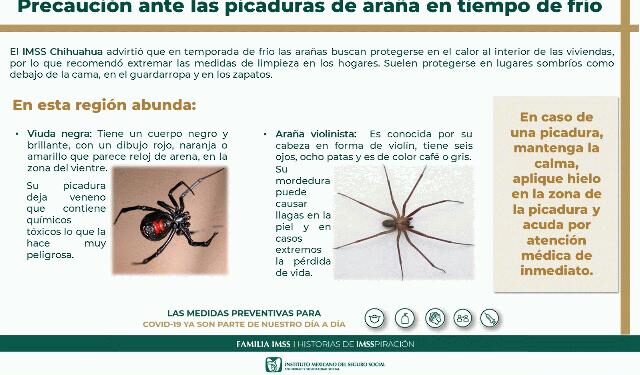 Aumentan en temporada de frío picaduras de arañas: IMSS