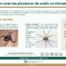Aumentan en temporada de frío picaduras de arañas: IMSS