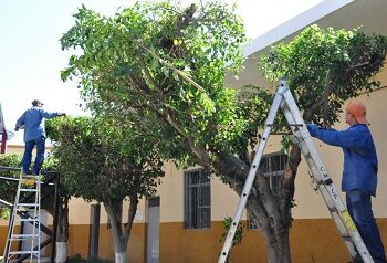 ¿Sabes cuándo y cómo podar tu árbol? Descarga aquí el manual de poda