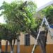 ¿Sabes cuándo y cómo podar tu árbol? Descarga aquí el manual de poda