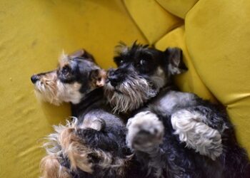 Conoce los alimentos que especialista UACH recomienda de cena navideña para tus mascotas