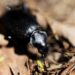 Humedad y altas temperaturas provocaron aumento de plagas en Chihuahua durante 2021