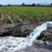Fija Conagua cuota de riego en 180 pesos