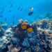 Descubren arrecife con corales gigantes a más de 30 metros de profundidad