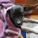 Piden extremar cuidados con mascotas ante temperaturas congelantes