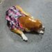 Piden proteger a mascotas por bajas temperaturas