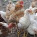 México prohíbe importar aves de EU por brote de gripe aviar