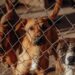 Entregan constancia de acreditación a asociación civil para animales en situación de calle
