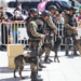 Exhibe Policía Municipal habilidades de los perros policía del Grupo K-9