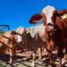 Ratifica EU estatus positivo de ganado de Chihuahua