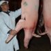 Aumenta consumo de cerdo en Ojinaga