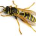 Plaga de avispas azota a Ojinaga; altas temperaturas la causa