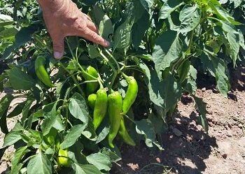 Detectan proliferación del picudo en chile