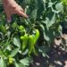 Detectan proliferación del picudo en chile