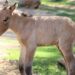 Celebra Zoológico de El Paso nacimiento de caballo mongol
