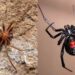 Alerta IMSS por ataques de viuda negra y araña violinista
