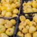 Inicia venta de membrillo, hubo poca producción esta temporada