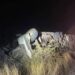 Vuelca tráiler cargado de quesos en la vía corta a Chihuahua