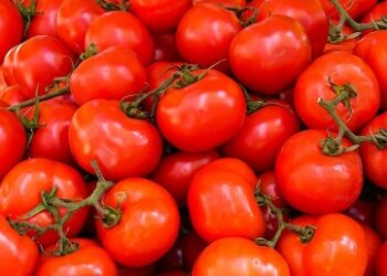 Alcanza precio del tomate los 64 pesos