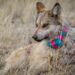 Salvan de extinción al lobo mexicano