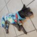 Recomienda extrema cuidados en mascotas durante época invernal: MVZ Pepe Loera