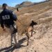 Intensifican búsqueda de 13 migrantes desaparecidos en Coyame del Sotol