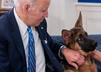 El perro que ha mordido a agentes del Servicio Secreto