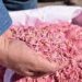 A disposición de productores semillas de avena a precio subsidiado