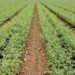 La Cofepris cierra planta de melones