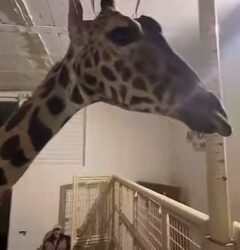 Llega Benito a Africam Safari