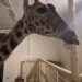 Llega Benito a Africam Safari