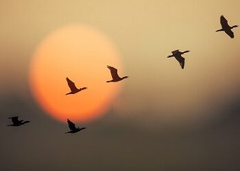 Una de cada cinco especies migratorias está en peligro de extinción, alerta la ONU