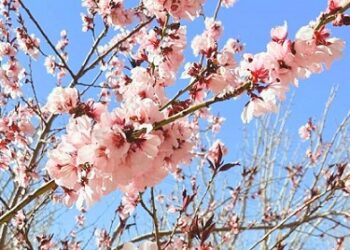 ¡Primavera cerca! Florecen duraznos de Faciatec 