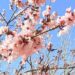 ¡Primavera cerca! Florecen duraznos de Faciatec 