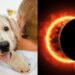 Pidieron científicos cuidar a las mascotas durante eclipse de abril