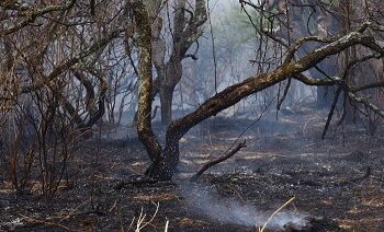 Bajo fuego, tres áreas naturales protegidas de Chihuahua: Conafor