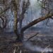Bajo fuego, tres áreas naturales protegidas de Chihuahua: Conafor